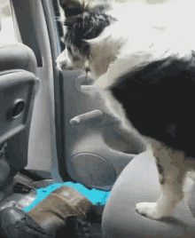 a black and white cat is sitting in the back seat of a car looking out the window