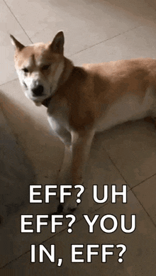 Funny Animals Cute GIF - Funny Animals Cute Shiba GIFs