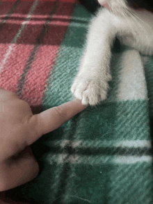 a person 's finger is pointing at a white cat 's paw