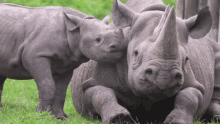 Rhino Sweet GIF - Rhino Sweet Affectionate GIFs