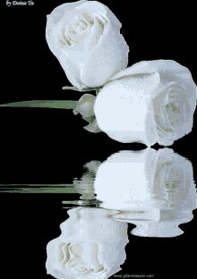 White Roses White Rose With Water GIF - White Roses White Rose With Water GIFs