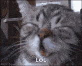 Lol Laughing GIF - Lol Laughing Cat GIFs