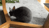 a gray rabbit is sitting on a wooden table