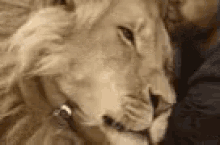 Loving Lion GIF - Loving Hug Lion GIFs