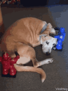Pet Dog Dog GIF - Pet Dog Dog Robot GIFs