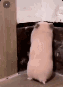 Scared GIF - Scared GIFs