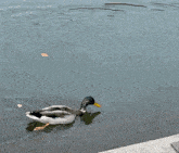 Duck Duck2 GIF - Duck Duck2 GIFs