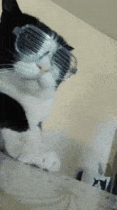 a black and white cat wearing sunglasses is looking at the camera