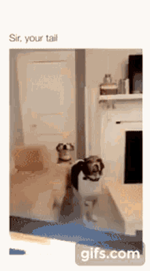 Sir Your Tail Cute Dog Beagle GIF - Sir Your Tail Cute Dog Beagle GIFs