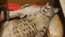 Salamaleikum Nebesa Visoki Cat Sleep GIF - Salamaleikum Nebesa Visoki Cat Sleep GIFs