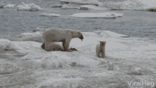 Polar Bear Monch GIF - Polar Bear Monch Hungry GIFs