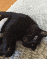 Pet Cat Belly GIF - Pet Cat Belly Belly Rub GIFs