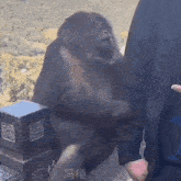 Monkey Staring And Holding GIF - Monkey Staring And Holding Surprised GIFs