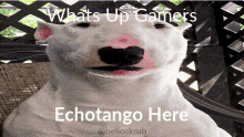 Echotango GIF - Echotango GIFs
