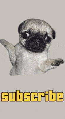 a picture of a pug dog with the word subscribe below it