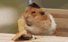 Hamster Eating GIF - Hamster Eating GIFs