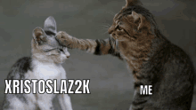 Cat Meme Xristoslaz2k GIF - Cat Meme Xristoslaz2k GIFs