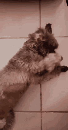 a small dog is laying on its back on the floor .
