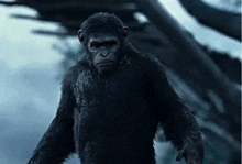 King Caesar Ape GIF - King Caesar Ape Planet Of The Apes GIFs
