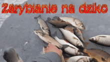hent ryby fish zarybianie na dziko polska