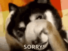 Yes Sorry GIF - Yes Sorry GIFs