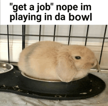 a rabbit is sitting in a bowl with the caption " get a job nope im playing in da bowl " above it