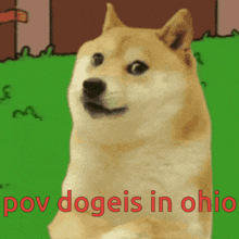 Pov Dogeis In Ohio GIF