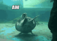 Dancing Turtle GIF