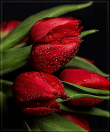 Red Tulips Beautiful GIF