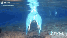 Mermaid Mermaids GIF - Mermaid Mermaids Mermaid Kelly GIFs