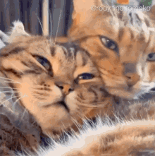 Coot Kitty GIF - Coot Kitty Cute GIFs