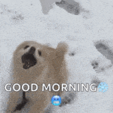 Beastpom Snowballfight GIF - Beastpom Snowballfight Pomeranian GIFs