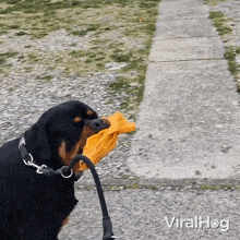 Carrying Umbrella Dog GIF - Carrying Umbrella Dog Viralhog GIFs