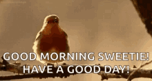 Good Morning Sunshine GIF - Good Morning Sunshine Have A Good Day GIFs