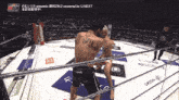 a man in a boxing ring has a tattoo on his back that says " t bull "