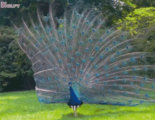 Beautiful Peacock Animals GIF