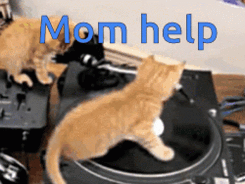 Mom Help Cats GIF - Mom Help Cats Dj - Discover & Share GIFs