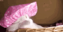 Cat Hat GIF - Cat Hat Salon GIFs