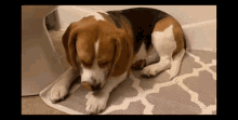 Tired Dog GIF - Tired Dog Pup GIFs