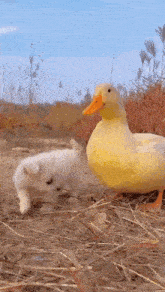 a small white dog and a large yellow duck are standing next to each other in the grass .