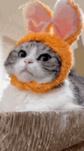 a cat wearing bunny ears and a hat