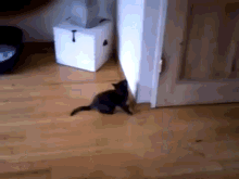 I Think I See It Up... Never Mind GIF - Spider Cat Kitten GIFs