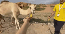 кормитьверблюда банан GIF - кормитьверблюда кормить верблюд GIFs