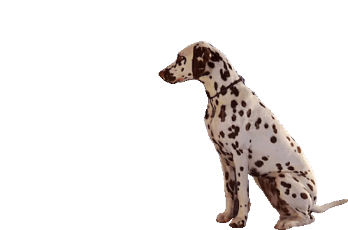 Dalmatian Dog Sticker - Dalmatian Dog Stickers