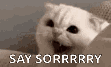 Angry Cat GIF - Angry Cat Triggered GIFs