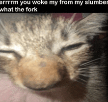 Sleep Cat GIF - Sleep Cat GIFs