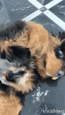 Dogs Playing Viralhog GIF