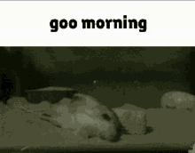 Jerboa Roingus GIF - Jerboa Roingus Goo Morning GIFs