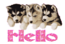 Dogs Hello GIF - Dogs Hello Hi GIFs