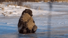 So Competent GIF - Bear Hay Playing GIFs